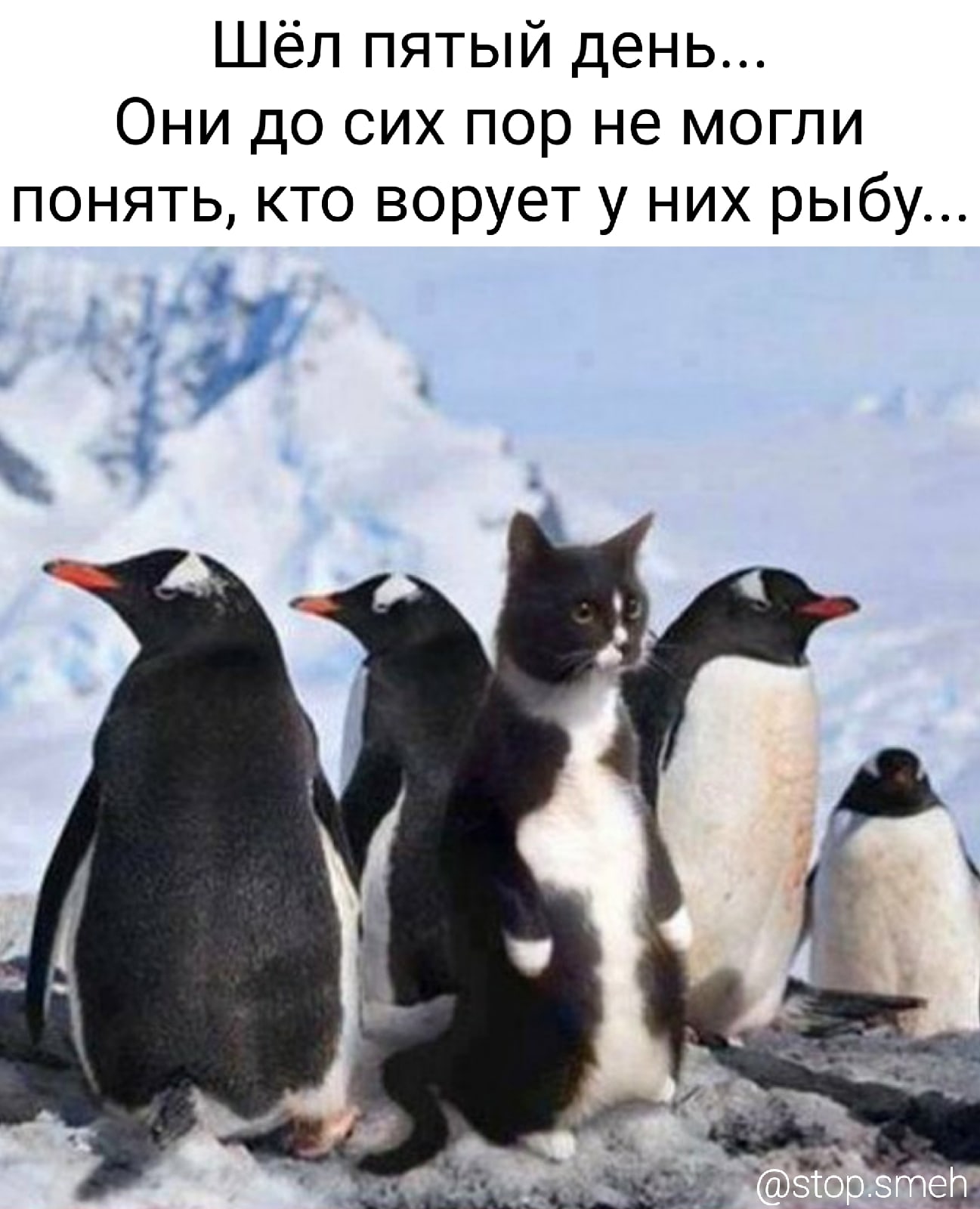 Пингвины не могут понять кто ворует у них рыбу